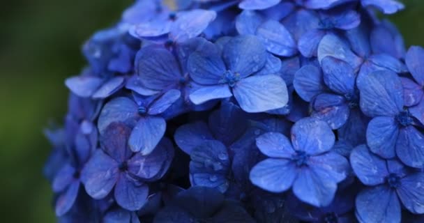Hydrangea λουλούδι στον κήπο στην Ιαπωνία βροχερή μέρα closeup χειρός — Αρχείο Βίντεο