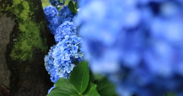 Hydrangea blomma i trädgården i Japan regnig dag nära skott handhållen — Stockvideo