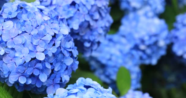 Hortensienblüte im Garten in Japan — Stockvideo