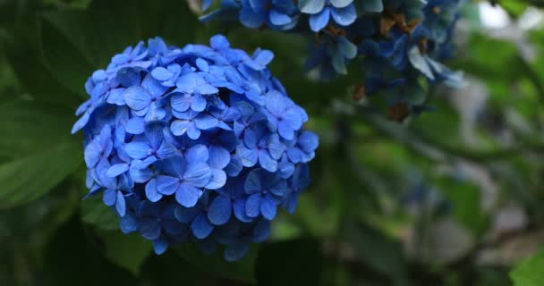Hydrangea blomma i trädgården i Japan regnig dag nära skott handhållen — Stockvideo