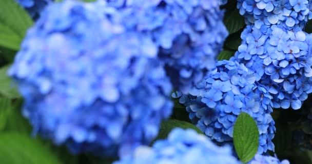 Hortensia flor en el jardín en Japón día lluvioso primer plano enfoque — Vídeos de Stock