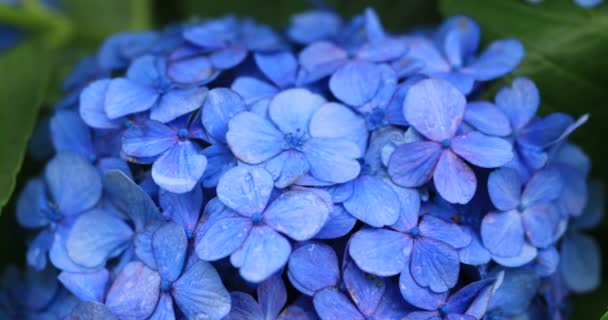 Hortensia fleur dans le jardin au Japon jour de pluie gros plan main — Video