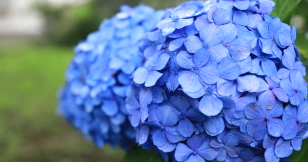 日本の庭でアジサイの花雨の日のクローズアップハンドヘルド — ストック動画