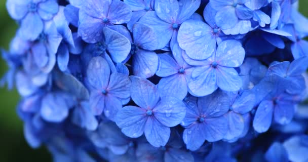 Hortensia flor en el jardín en Japón día lluvioso primer plano de mano — Vídeos de Stock