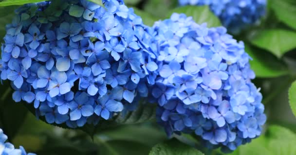 Hydrangea blomma i trädgården i Japan regnig dag nära skott — Stockvideo