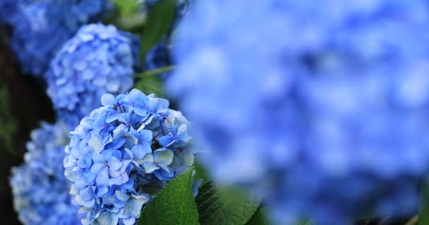 Hydrangea blomma på trädgården i Japan regnig dag närbild med fokus — Stockvideo