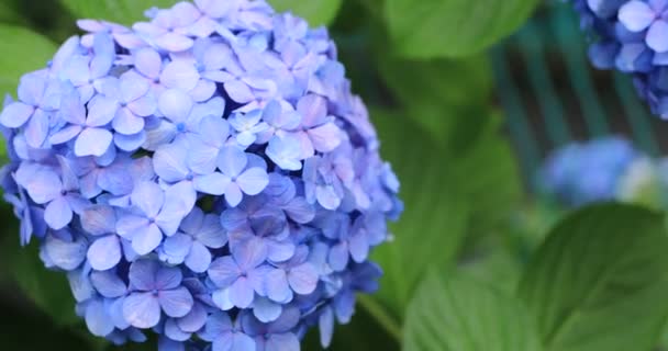 Fiore ortensia in giardino in Giappone primo piano giorno di pioggia — Video Stock