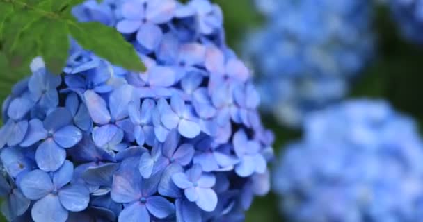 Flor de hortensias en el jardín en Japón primer plano día lluvioso — Vídeos de Stock