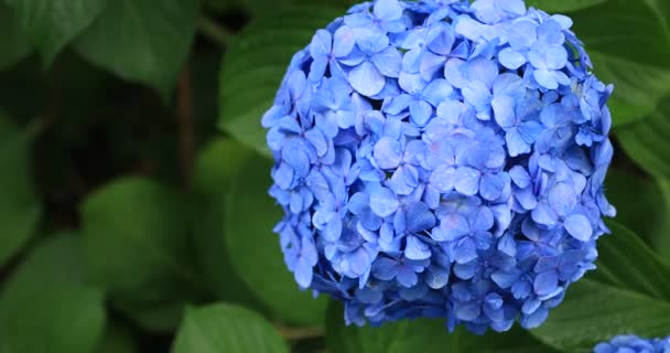 Flor de hortensias en el jardín en Japón primer plano día lluvioso — Vídeos de Stock