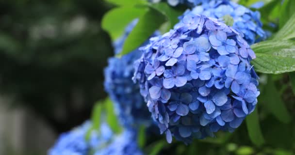 日本の庭でアジサイの花雨の日のクローズアップ — ストック動画