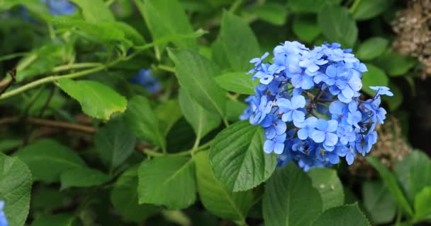 Hydrangea blomma i trädgården i Japan regnig dag nära skott — Stockvideo