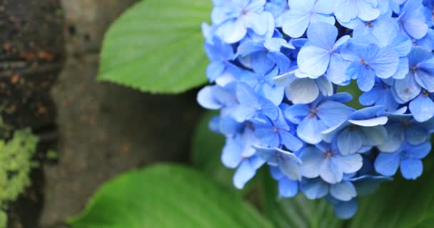 비오는 날이면 정리되어 있는 일본의 정원에 있는 히드란게아 꽃 — 비디오