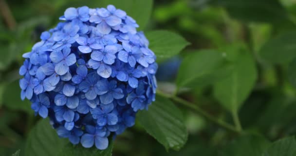 Hydrangea blomma i trädgården i Japan regnig dag nära skott — Stockvideo