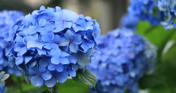 Hortenzie květina na zahradě v Japonsku deštivý den detailní up — Stock video