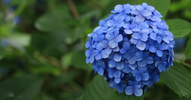 Hydrangea flor en el jardín en Japón día lluvioso close shot — Vídeos de Stock