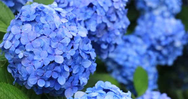 Japonya 'daki bahçede ortanca çiçeği Yağmurlu bir günde yakın plan — Stok video