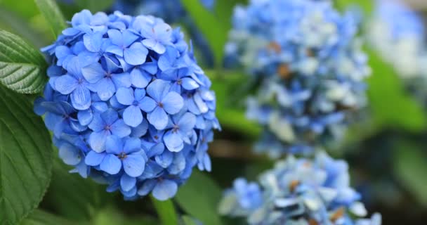 Flor de hortensias en el jardín en Japón primer plano día lluvioso — Vídeos de Stock