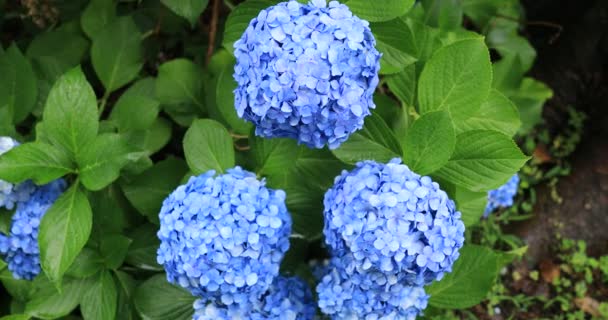 Hydrangea blomma i trädgården i Japan regnig dag nära skott — Stockvideo