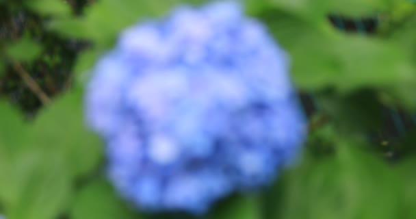 Hortensia flor en el jardín en Japón día lluvioso primer plano enfoque — Vídeos de Stock