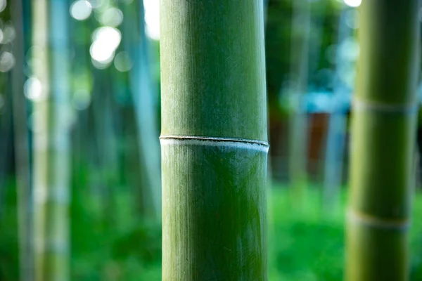 Prachtig bamboe bos in het traditionele park overdag close-up — Stockfoto