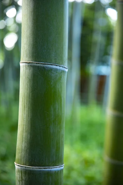 Hermoso bosque de bambú en el primer plano del parque tradicional —  Fotos de Stock