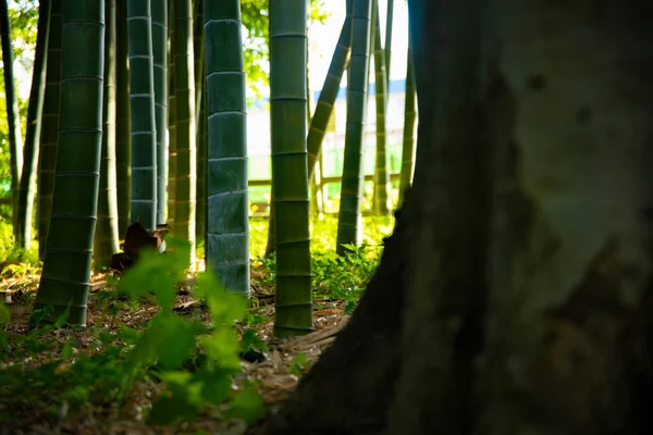 Beautiful bamboo forest at the traditional park daytime long shot — 스톡 사진