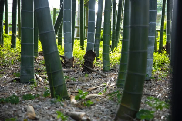 Hermoso bosque de bambú en el parque tradicional durante el día —  Fotos de Stock