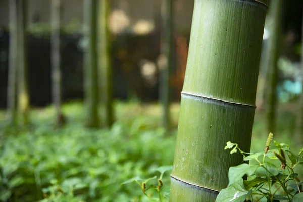 Hermoso bosque de bambú en el primer plano del parque tradicional —  Fotos de Stock