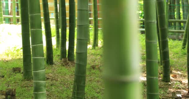 Güzel bambu ormanı geleneksel park gündüz izinde. — Stok video