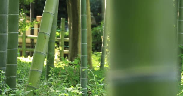 Bela floresta de bambu no tradicional parque de rastreamento diurno — Vídeo de Stock