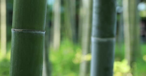 Schöner Bambuswald im traditionellen Park tagsüber Nahaufnahme Tracking — Stockvideo