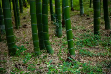 Geleneksel park gündüz vakti güzel bambu ormanları