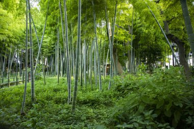 Geleneksel parktaki güzel bambu ormanı gündüz çekimleri