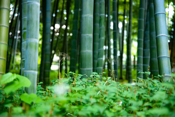 Vacker bambuskog på den traditionella parken dagtid långskott — Stockfoto