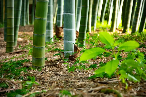 Hermoso bosque de bambú en el parque tradicional de tiro largo diurno —  Fotos de Stock