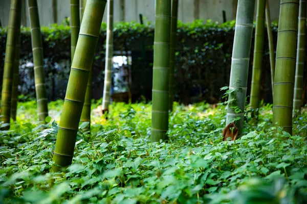 Hermoso bosque de bambú en el parque tradicional de tiro largo diurno —  Fotos de Stock