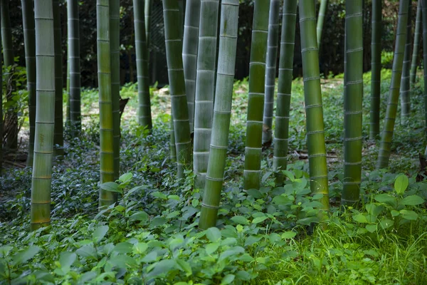 美丽的竹林在传统的公园白天 — 图库照片