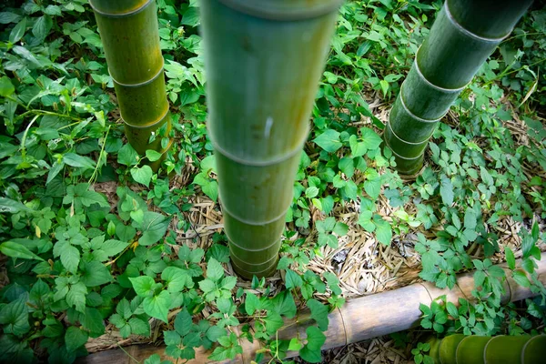 Piękny las bambusowy w tradycyjnym parku dzień szeroki strzał wysoki kąt — Zdjęcie stockowe