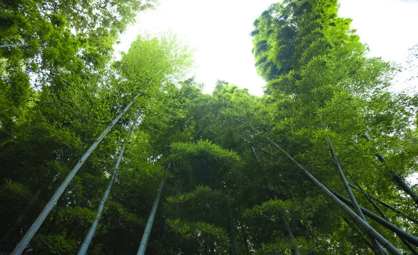 Geleneksel parktaki güzel bambu ormanı gün boyunca alçak açıyla çekilir. — Stok fotoğraf