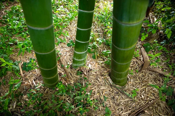 Gyönyörű bambusz erdő a hagyományos park nappali lövés nagy szögben — Stock Fotó