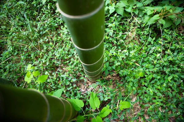 Gyönyörű bambusz erdő a hagyományos park nappali lövés nagy szögben — Stock Fotó