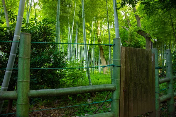 Vacker bambuskog på den traditionella parken dagtid — Stockfoto