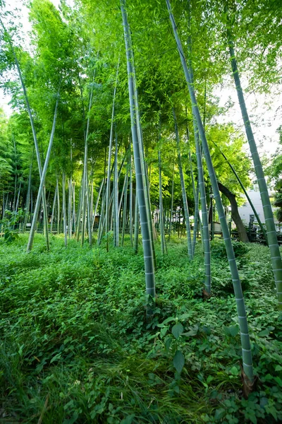 Beautiful bamboo forest at the traditional park daytime wide shot — 图库照片