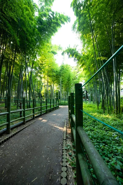 Beautiful bamboo forest at the traditional park daytime wide shot — 图库照片