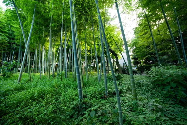 Beautiful bamboo forest at the traditional park daytime wide shot — 图库照片