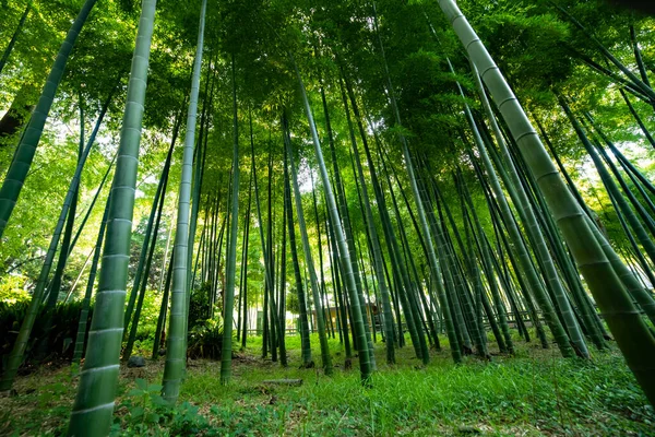 Vacker bambuskog vid den traditionella parken dagtid bred skott — Stockfoto