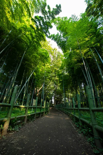 Beautiful bamboo forest at the traditional park daytime wide shot — 图库照片