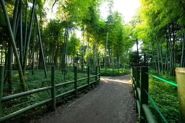 Beautiful bamboo forest at the traditional park daytime wide shot — 图库照片