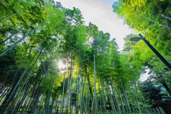 Vacker bambuskog i den traditionella parken dagtid bred skott låg vinkel — Stockfoto