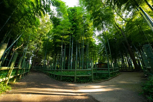 Vacker bambuskog vid den traditionella parken dagtid bred skott — Stockfoto